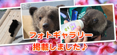 フォトギャラリーアップ！
