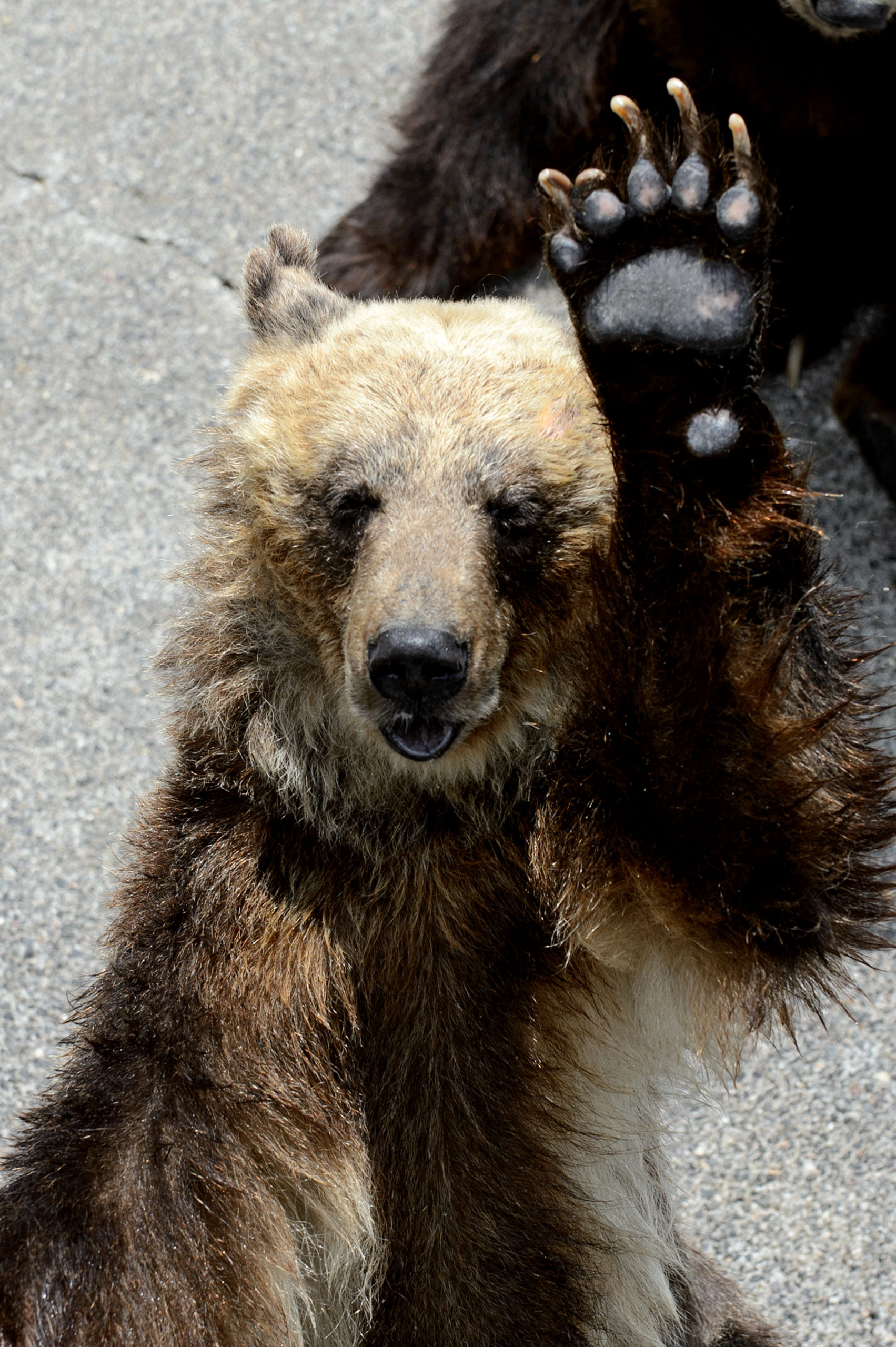 ギャラリー 昭和新山熊牧場 ヒグマにエサやり体験