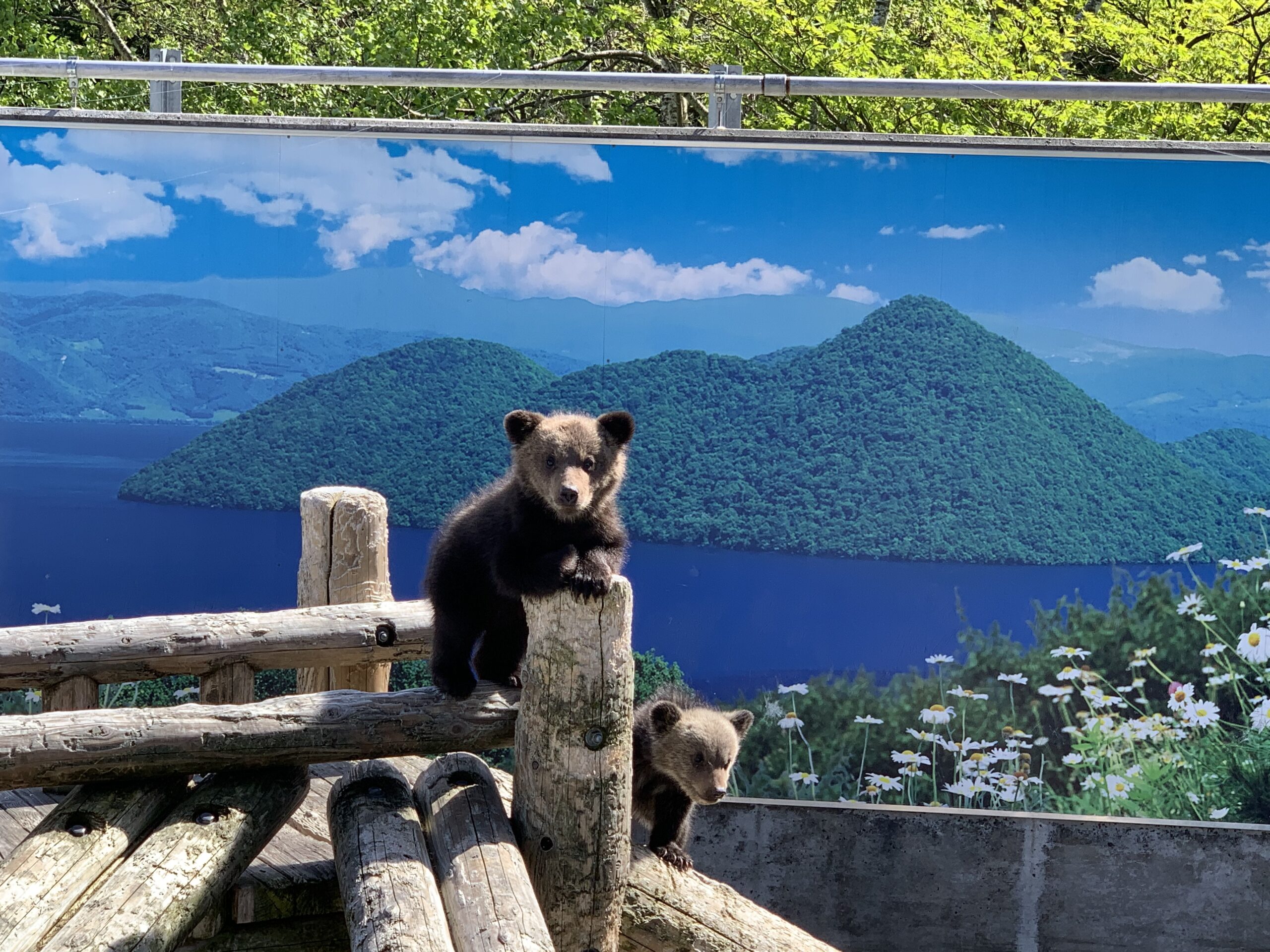 ギャラリー - 昭和新山熊牧場 ｜ ヒグマにエサあげ体験！