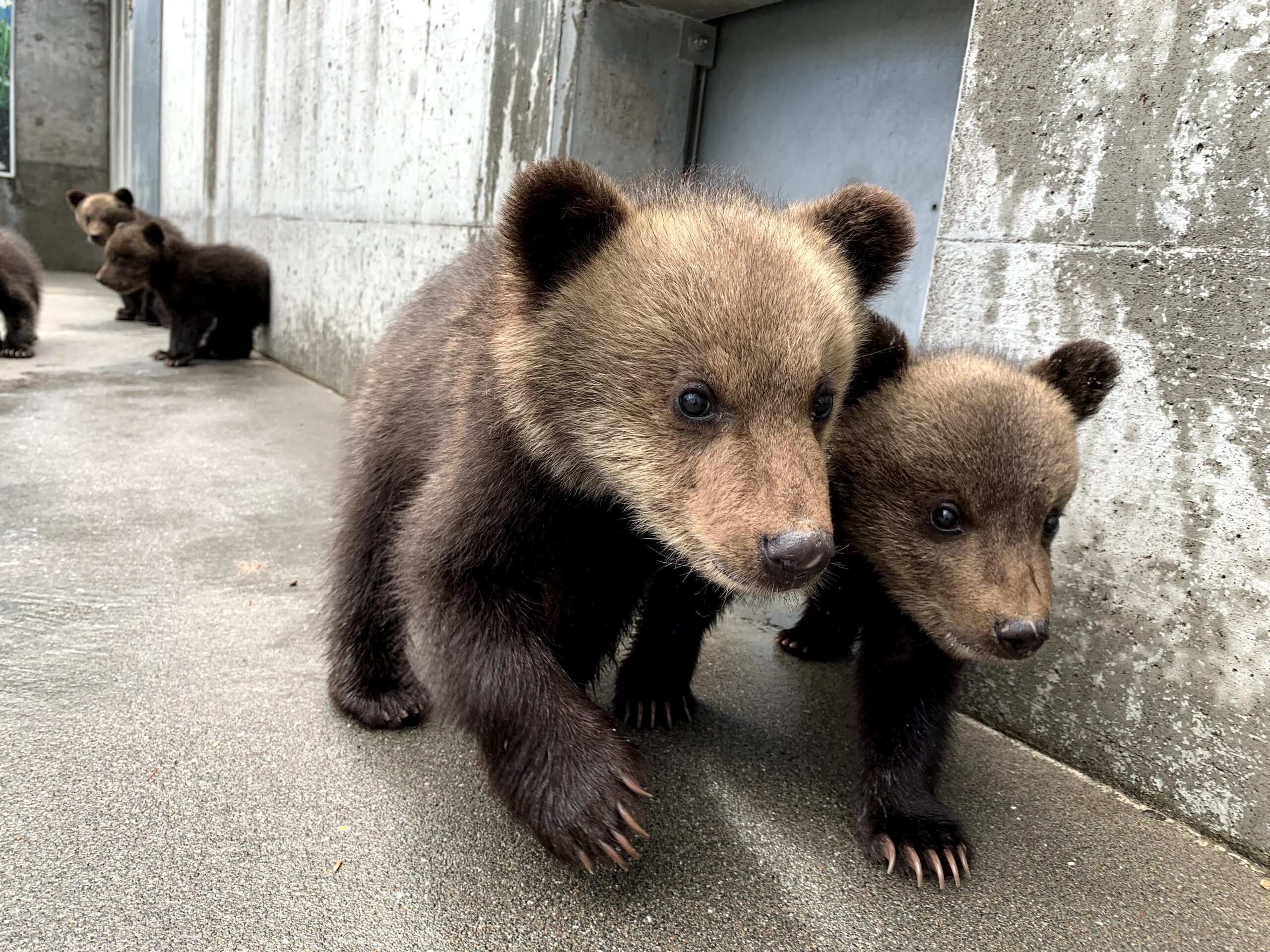 4月26日 こぐまデビュー - 昭和新山熊牧場 ｜ ヒグマにエサやり体験！