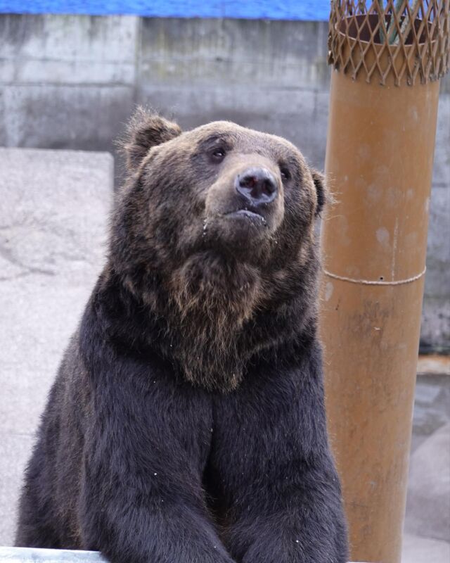 昭和新山熊牧場 ヒグマにエサやり体験