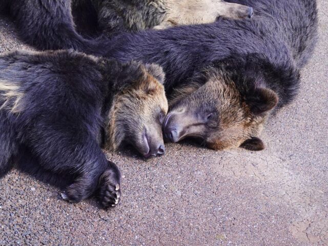 昭和新山熊牧場 ヒグマにエサやり体験