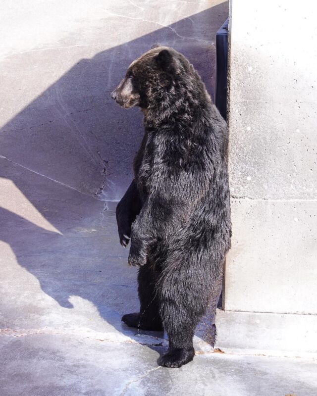 昭和新山熊牧場 ヒグマにエサやり体験